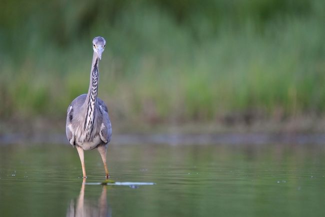 heron cendre 2015-08-10.JPG